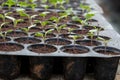 Young plants in nursery plastic tray, Nursery vegetable farm Royalty Free Stock Photo