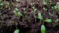 Nursery of vegetable plants stock photo