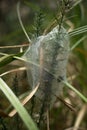 Nursery web with egg sac inside, constructed on plant by nursery web spider Dolomedes in Riverhead Forest, Kumeu, New Zealand