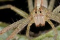 Nursery web spider Royalty Free Stock Photo