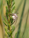 Nursery web spider with a cocoon Royalty Free Stock Photo