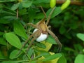 Nursery Web Spider With Egg Sac Royalty Free Stock Photo