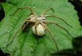 Nursery Web Spider with Egg Sac Royalty Free Stock Photo