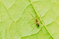 Nursery Web Spider On Leaf Royalty Free Stock Photo
