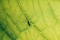 Nursery Web Spider On Leaf Royalty Free Stock Photo