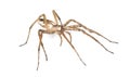 Nursery web spider (pisaura acoreensis) Royalty Free Stock Photo