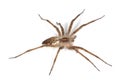 Nursery web spider (pisaura acoreensis) Royalty Free Stock Photo