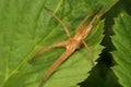 Nursery web spider (Pisaura mirabilis) Royalty Free Stock Photo