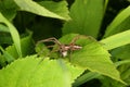 Nursery web spider (Pisaura mirabilis) Royalty Free Stock Photo