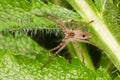 The nursery web spider / Pisaura mirabilis