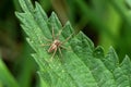 Nursery web spider (Pisaura mirabilis