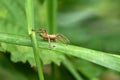 Nursery web spider (Pisaura mirabilis