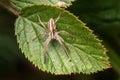 Nursery web spider (Pisaura mirabilis