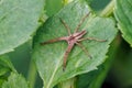 Nursery Web Spider - Pisaura mirabilis resting on a leaf. Royalty Free Stock Photo