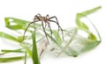 Nursery web spider, Pisaura mirabillis Royalty Free Stock Photo