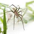 Nursery web spider, Pisaura mirabillis Royalty Free Stock Photo