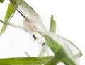 Nursery web spider, Pisaura mirabillis