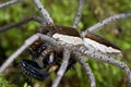 Nursery web spider with prey Royalty Free Stock Photo