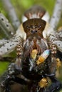 Nursery web spider with prey