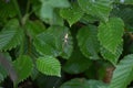 Nursery-web-spider sits in its Web Royalty Free Stock Photo