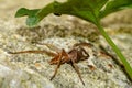 Nursery web spider