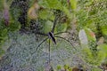 Nursery Web Spider Royalty Free Stock Photo