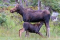 Nursing Calf Moose - Shiras Moose of The Colorado Rocky Mountain Royalty Free Stock Photo