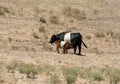 Nursing calf, Oreo cookie cows Royalty Free Stock Photo