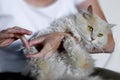 Nursing a cat Royalty Free Stock Photo