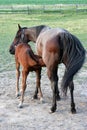 Nursing Foal