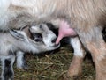 Nursing goat Royalty Free Stock Photo