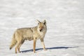 Nursing mother coyote in snow in winter