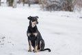 Nursing mother dog sitting on a snowy street