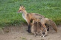 Nursing Red Fox with four kits Royalty Free Stock Photo
