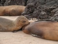 Nursing Sea Lion Royalty Free Stock Photo