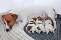 Nursing sleeping mother Jack Russell Terrier with three puppies who dab milk on a knitted rug, Maternity, protection