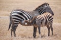 Nursing Zebra and Mother Royalty Free Stock Photo