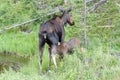 Nursing Calf. Shiras Moose of The Colorado Rocky Mountains Royalty Free Stock Photo