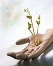 Nurture image of young bean seedlings sprouting and growing in hand
