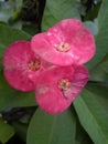 A green plant is decorated with three blooming pink flowers