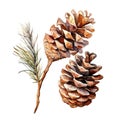 Nurtured by Nature - Dry Pine Cones, Isolated on White Background - Generative AI