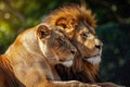 Nurturing African lion couple. Generate ai Royalty Free Stock Photo