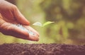 Nurturing baby plant with chemical fertilizer Royalty Free Stock Photo