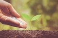 Nurturing baby plant with chemical fertilizer Royalty Free Stock Photo