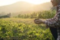 Nurturing baby plant on hand agriculture concept.. Royalty Free Stock Photo