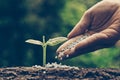 Nurturing baby plant Royalty Free Stock Photo