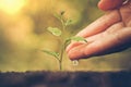 Nurturing baby plant Royalty Free Stock Photo