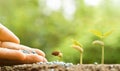 Nurturing baby plant Royalty Free Stock Photo