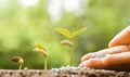 Nurturing baby plant Royalty Free Stock Photo