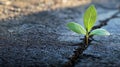 Nurturing growth how business mindset adapts and thrives in challenging environments Royalty Free Stock Photo